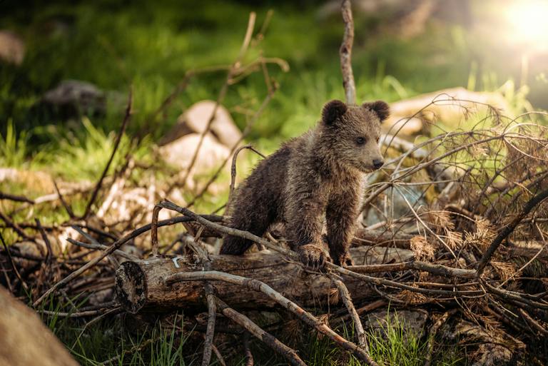 Brown Bear on Brown Wood